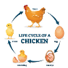 The life cycle of a chick
